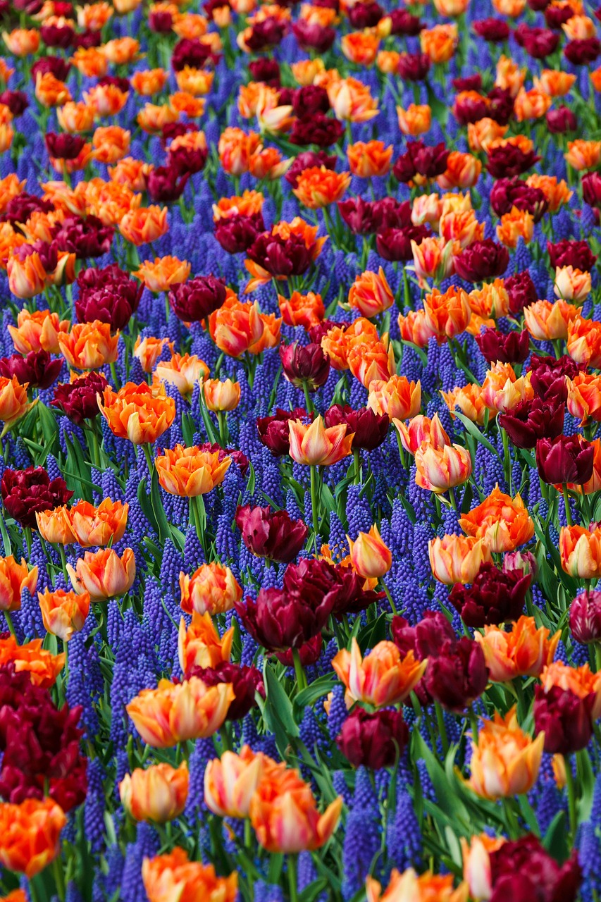 field, floral background, plants, flowers, hyacinths, tulips, bloom, blossom, beautiful wallpaper, flowering plants, beautiful flowers, ornamental plants, flower background, flora, nature, flower wallpaper, background, iphone wallpaper