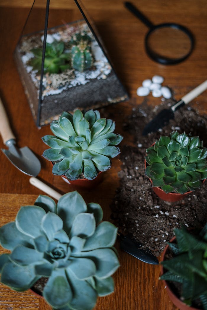 why-choose-me Close-up image of succulents in a terrarium, perfect for home gardening enthusiasts.