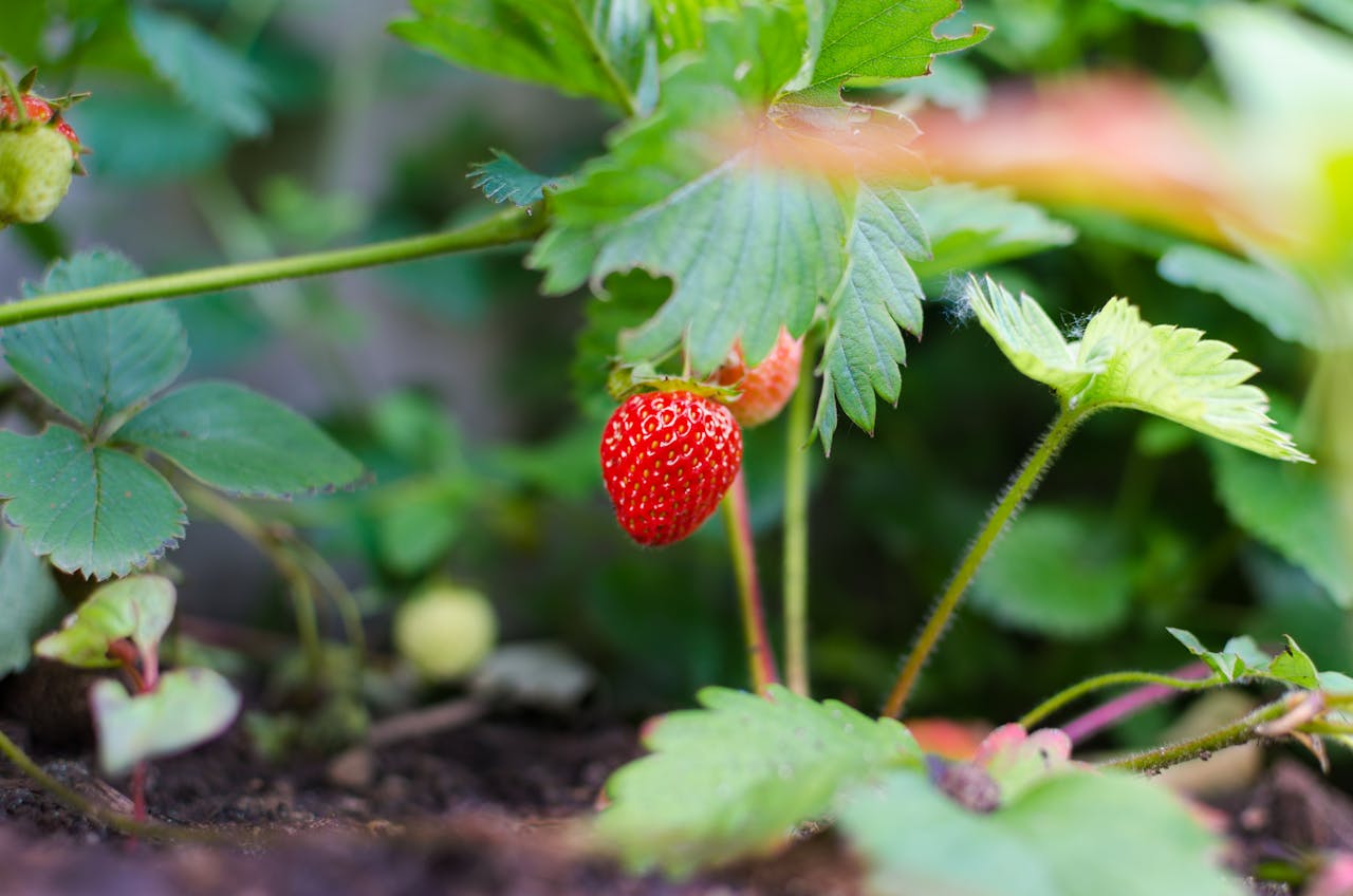 service-01 Close-up of a ripe strawberry growing in a garden, showcasing natural freshness.