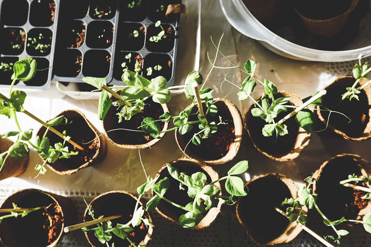 hero-img Top view of various seedlings sprouting in biodegradable pots, displayed indoors.