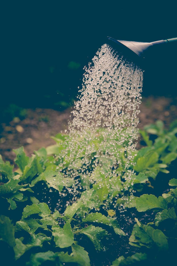 service-02 Watering can pouring water over green leafy plants in a garden.